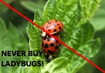 image of ladybugs #6