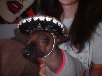 image of mexican_hairless #0