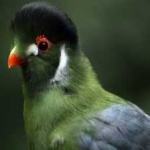 image of bird