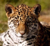 image of jaguar_car