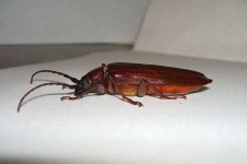 image of long_horned_beetle