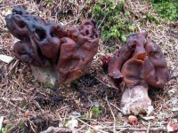 image of gyromitra