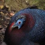 image of bird