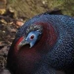 image of bulwers_pheasant #3