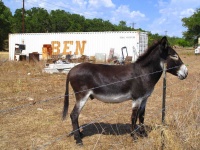 image of animal