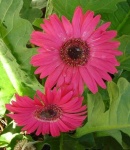 image of flower