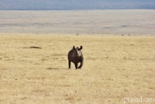 image of animal