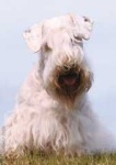 image of sealyham_terrier #4