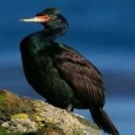 image of bird