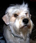 image of soft_coated_wheaten_terrier #14