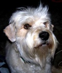 image of soft_coated_wheaten_terrier