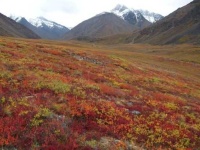 image of tundra