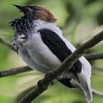 image of bird