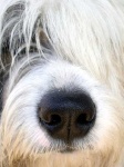 image of old_english_sheepdog #24