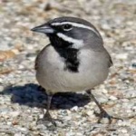 image of black_throated_sparrow #13