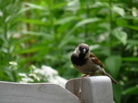 image of animal