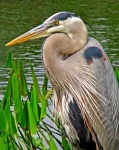 image of heron