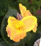 image of flower