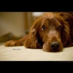 image of irish_setter #31