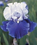 image of bearded_iris #18