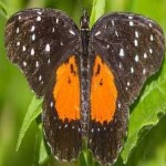 image of animal