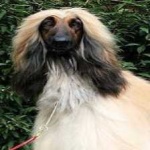 image of animal