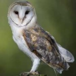 image of barn_owl #7