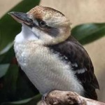 image of bird