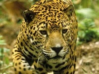 image of jaguar_car