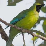 image of bird