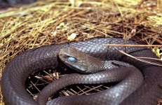 image of thunder_snake