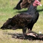 image of bird