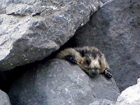image of marmot