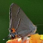 image of hairstreak #12