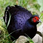 image of bird