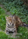 image of jaguar_car