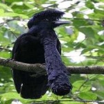 image of bird