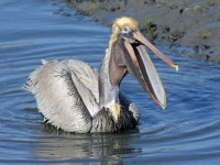 image of animal