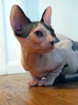 image of sphynx #26