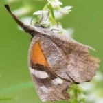 image of animal