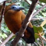 image of bird