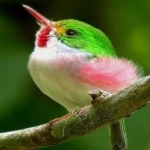 image of bird
