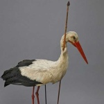 image of stork