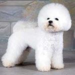image of animal