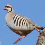 image of bird