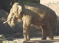 image of indian_elephant