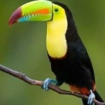 image of bird