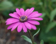 image of flower