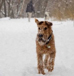 image of irish_terrier #4