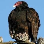 image of bird